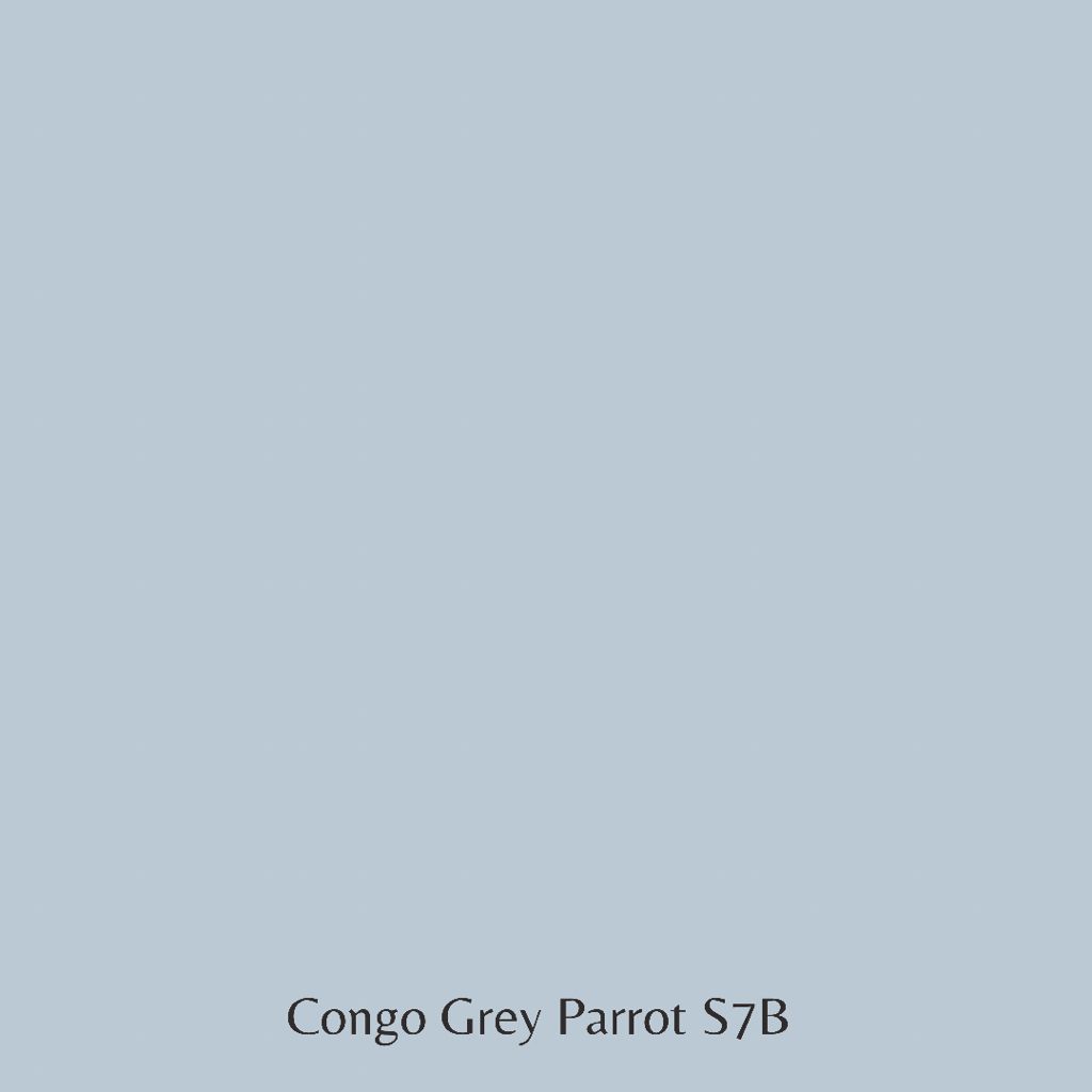 Congo Grey Parrot S7B