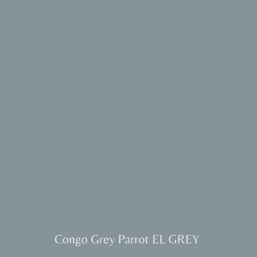 Congo Grey Parrot EL GREY